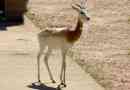 Gazelle-lady ali sahara gazela - žival z lepem imenom
